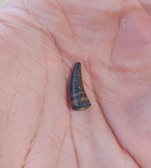 A small, pointy, borwn crocodile tooth is held in the palm of a light-coloured skin tone hand